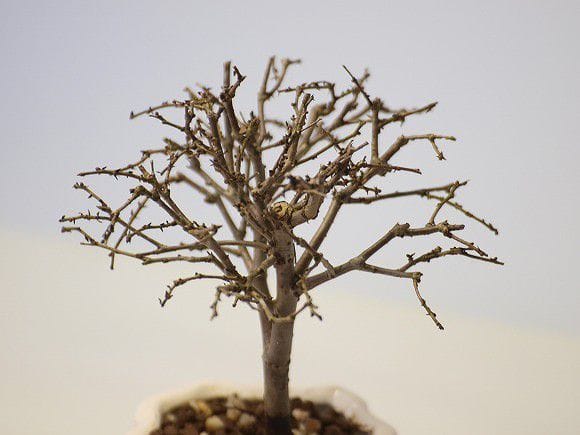 ケヤキ の盆栽を販売｜父の日プレゼントの盆栽妙 – 盆栽妙 本店