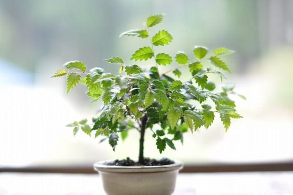 ケヤキ の盆栽を販売｜父の日プレゼントの盆栽妙 – 盆栽妙 本店