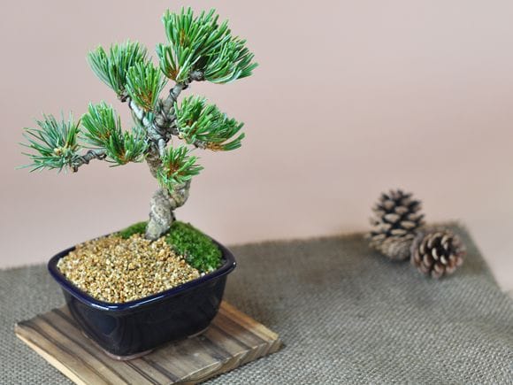 盆栽 いろいろ 松 欅 梅