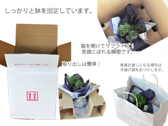 二人仲良くいつまでも 夫婦盆栽 松と梅