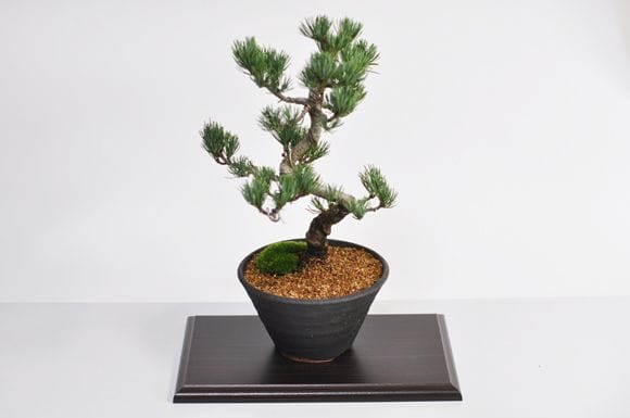 贈り物にぴったりな風格ある五葉松の盆栽を販売｜入門は盆栽妙