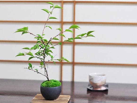 八重富士桜 黒丸鉢 の盆栽を販売｜入門は盆栽妙 – 盆栽妙 本店