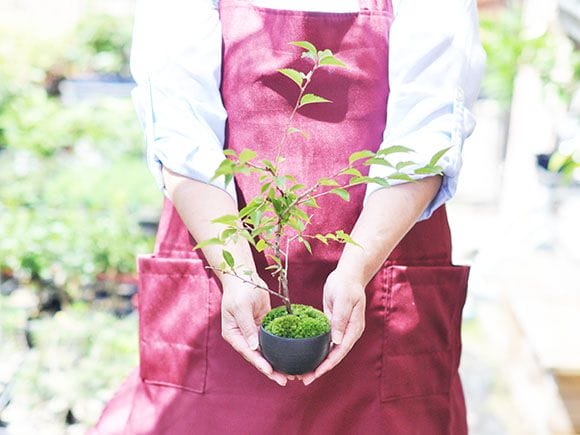 八重富士桜 黒丸鉢 の盆栽を販売｜入門は盆栽妙 – 盆栽妙 本店