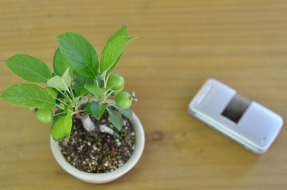 烏泥(ウデイ) 小判形 縁 【盆栽鉢】【9号】【常滑焼】を販売｜初心者は