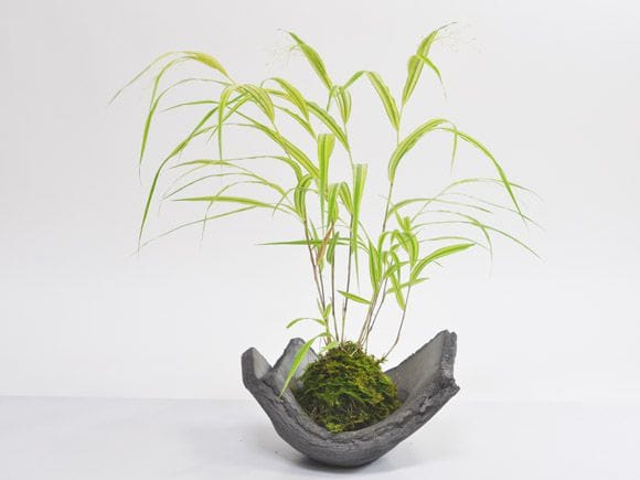 イワヒバ 苔玉 盆栽 青釉皿付き 瓦かさね鉢【苔玉皿】【信楽焼】を販売｜初心者は盆栽妙 – 盆栽妙 本店