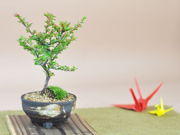 紅紫檀(べにしたん) 小さくてかわいい実のなる盆栽を販売｜入門