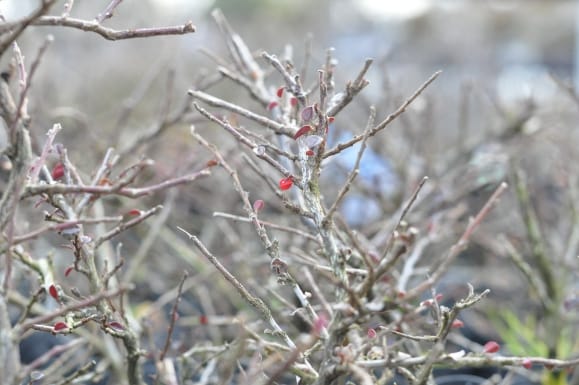福助　紅紫檀／ベニシタン　樹高１１㎝　太幹　模様　小品　素材　９Ｂ２２１２１ : 盆栽 実付き！紅紫檀⁄ベニシタンの鉢植え盆栽（3461