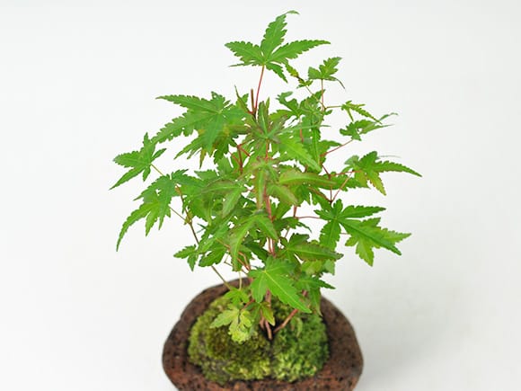 山もみじ寄せ植え 石付きを販売|入門は盆栽妙 – 盆栽妙 本店 山もみじ寄せ植え 石付きを販売|入門は盆栽妙 – 盆栽妙 本店