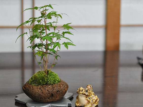 山もみじ寄せ植え 石付きを販売|入門は盆栽妙 – 盆栽妙 本店 山もみじ寄せ植え 石付きを販売|入門は盆栽妙 – 盆栽妙 本店