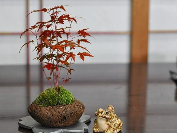 山もみじ寄せ植え 石付きを販売|入門は盆栽妙 – 盆栽妙 本店 山もみじ寄せ植え 石付きを販売|入門は盆栽妙 – 盆栽妙 本店