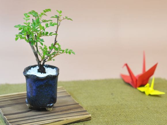 花型　足つき　深　【盆栽鉢】【2号】【信楽焼】