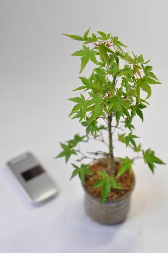 清姫もみじ 湯呑み鉢の盆栽を販売｜入門は盆栽妙 – 盆栽妙 本店