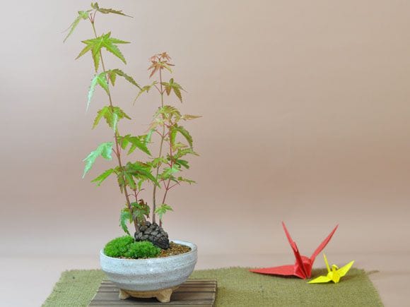 もみぼっくり