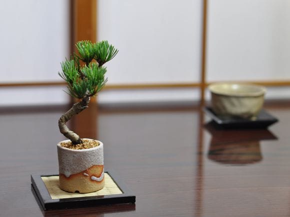 ミニミニ五葉松 白砂丸鉢の盆栽を販売｜入門は盆栽妙 – 盆栽妙 本店