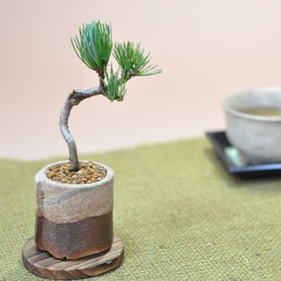 ミニミニ五葉松  かま肌丸鉢
