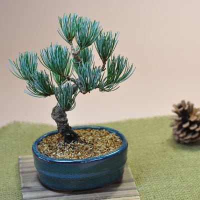 五葉松 瑠璃小判鉢