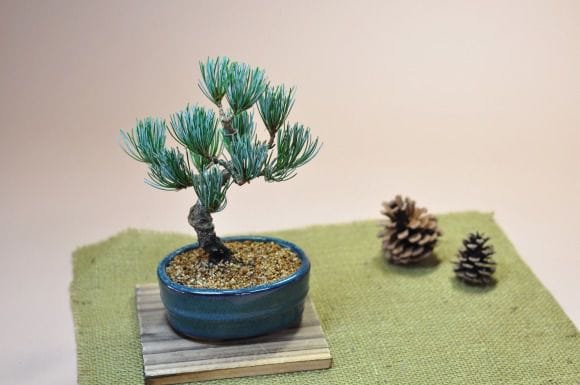 五葉松 瑠璃小判鉢の盆栽を販売｜入門は盆栽妙 – 盆栽妙 本店