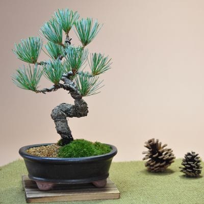 五葉松 漆黒小判鉢