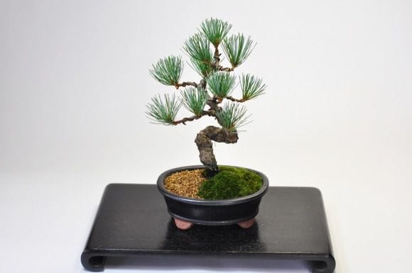 五葉松 漆黒小判鉢