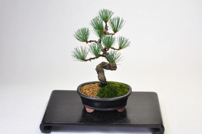 五葉松 漆黒小判鉢