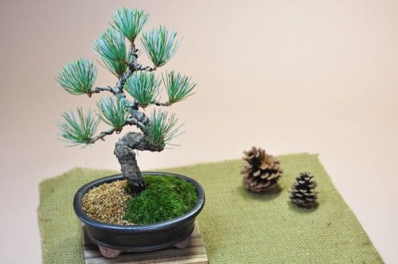 五葉松 漆黒小判鉢