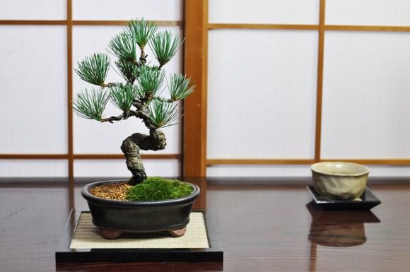 五葉松 漆黒小判鉢