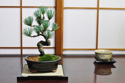 五葉松 漆黒小判鉢
