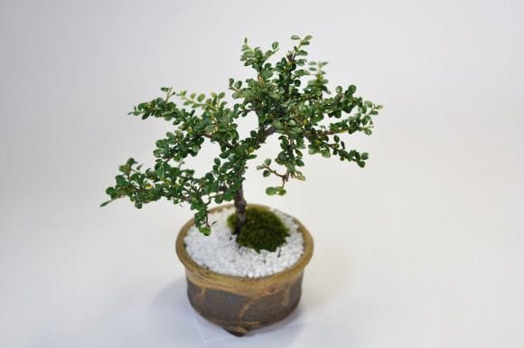 紅紫檀(ベニシタン) 信楽丸鉢の盆栽を販売｜入門は盆栽妙 – 盆栽妙 本店