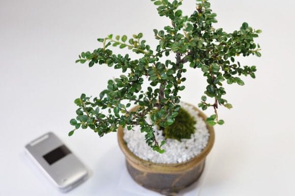 紅紫檀(ベニシタン) 信楽丸鉢の盆栽を販売｜入門は盆栽妙 – 盆栽妙 本店