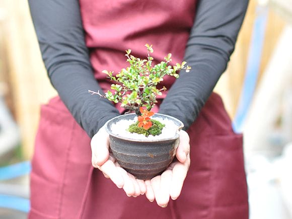 ミニ長寿梅 藤久作手造り小鉢の盆栽を販売｜入門は盆栽妙 – 盆栽