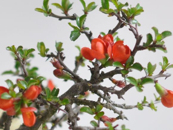 長寿梅の盆栽 信楽祝い鉢 受け皿付き【ギフト】【敬老の日】