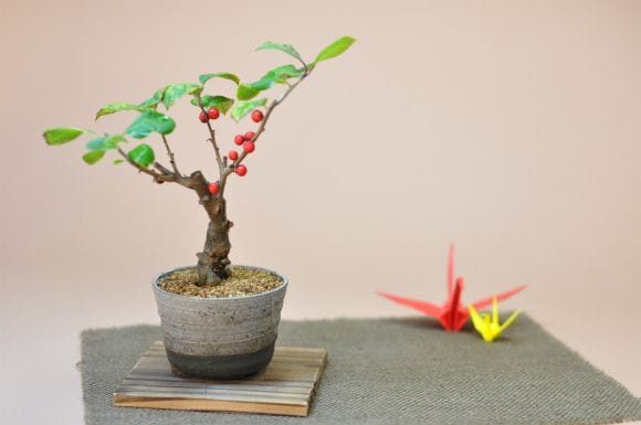梅もどきのミニ盆栽 かわいい実物
