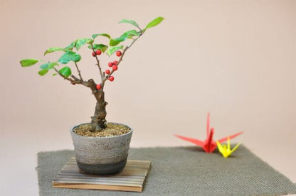 梅もどきのミニ盆栽 かわいい実物