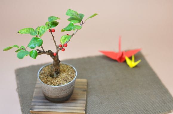 梅もどきのミニ盆栽 かわいい実物