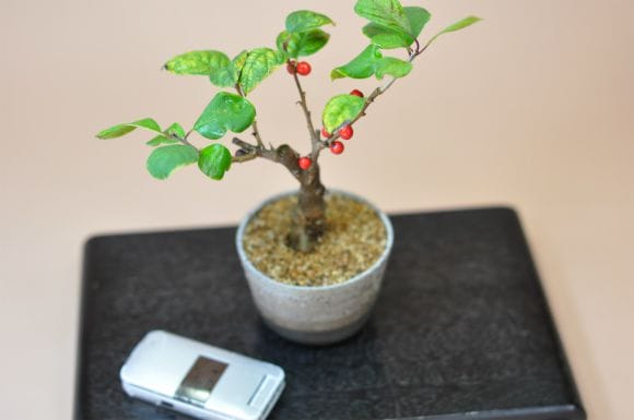 梅もどきのミニ盆栽 かわいい実物