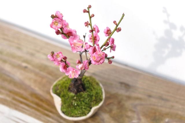 ミニ紅梅 ハケメ茶丸の盆栽を販売｜入門は盆栽妙 – 盆栽妙 本店