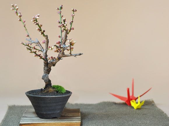 工芸盆栽 紅梅 約50cm