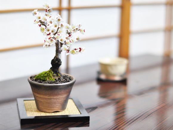 白木盆栽園　春雅堂　横14.8センチ　額面長方　盆栽鉢　鉢和鉢盆栽趣味陶器植木鉢 白木盆栽園 春雅堂 横14.8センチ 額面長方 盆栽鉢 鉢和鉢盆栽趣味陶器