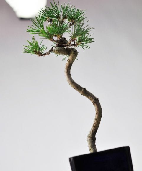 文人黒松の盆栽を販売｜入門は盆栽妙 – 盆栽妙 本店