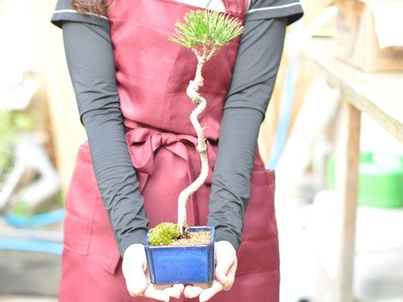 文人黒松の盆栽を販売｜入門は盆栽妙 – 盆栽妙 本店