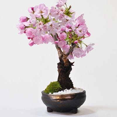 桜　手造り信楽鉢