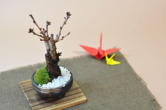 桜 手造り信楽鉢の盆栽を販売｜入門は盆栽妙 – 盆栽妙 本店