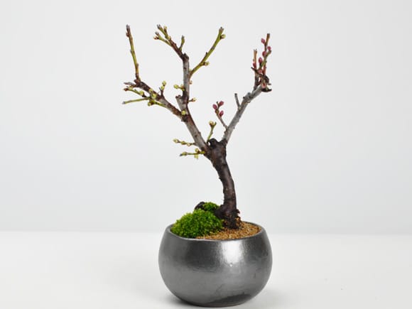 ミニ紅白梅の盆栽を販売｜入門は盆栽妙 – 盆栽妙 本店