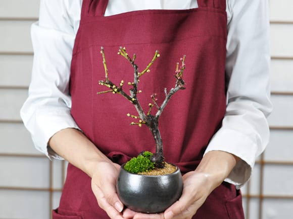 ミニ紅白梅の盆栽を販売｜入門は盆栽妙 – 盆栽妙 本店