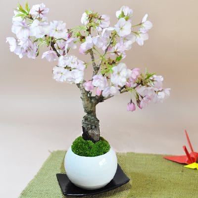 桜のモダン盆栽 白玉鉢受け皿付き