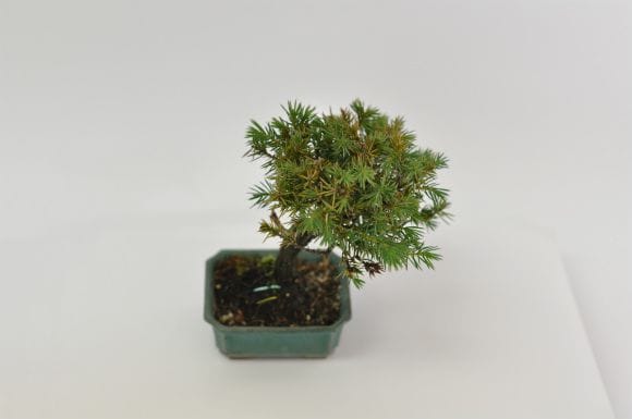 杜松 1点もの No.600の盆栽を販売｜はじめる盆栽妙 – 盆栽妙 本店