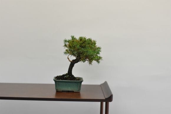 杜松　1点もの　No.600