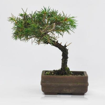 杜松　1点もの　No.602