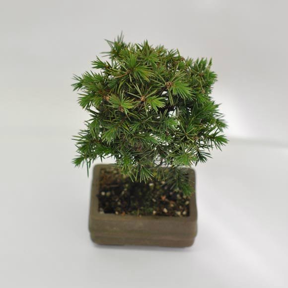 杜松 1点もの No.603の盆栽を販売｜はじめる盆栽妙 – 盆栽妙 本店