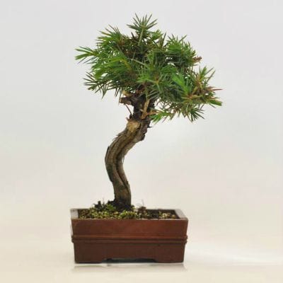 杜松　1点もの　No.604